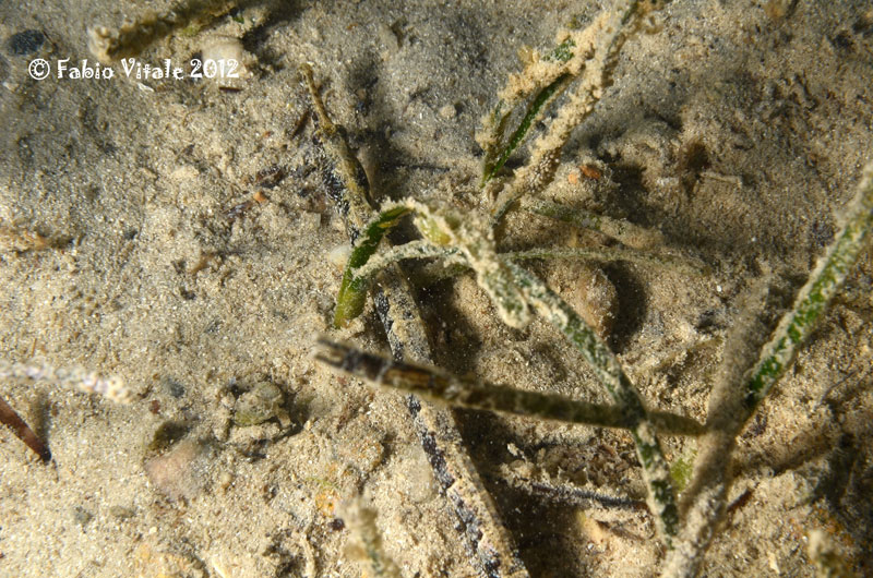 Syngnathus abaster e Syngnathus typhle